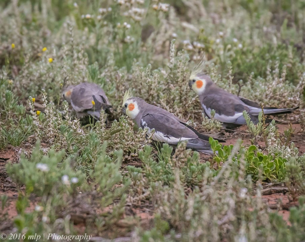 What Does My Bird Eat In The Wild? – Free Range Parrots