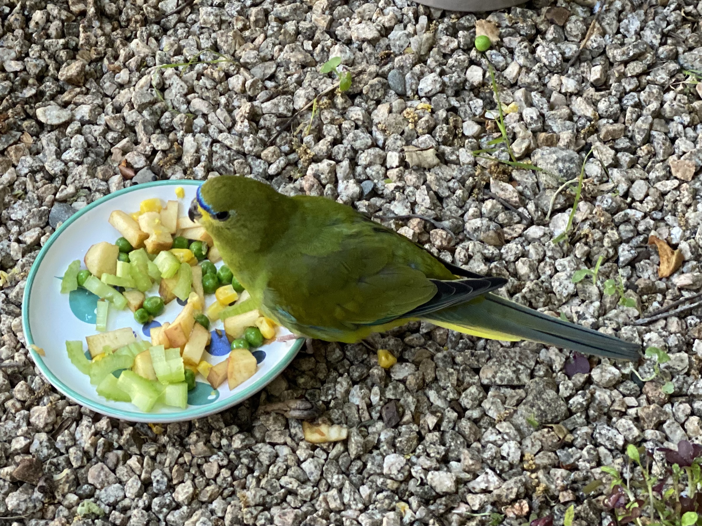Parrot diets around the world