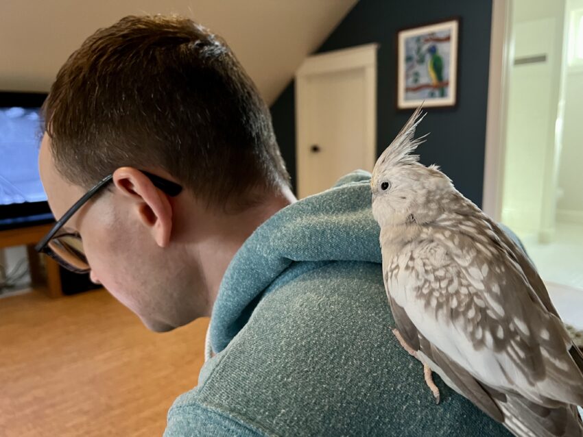 Cockatiel rescues deals near me