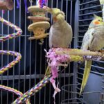 Interior lighting for parrot cages
