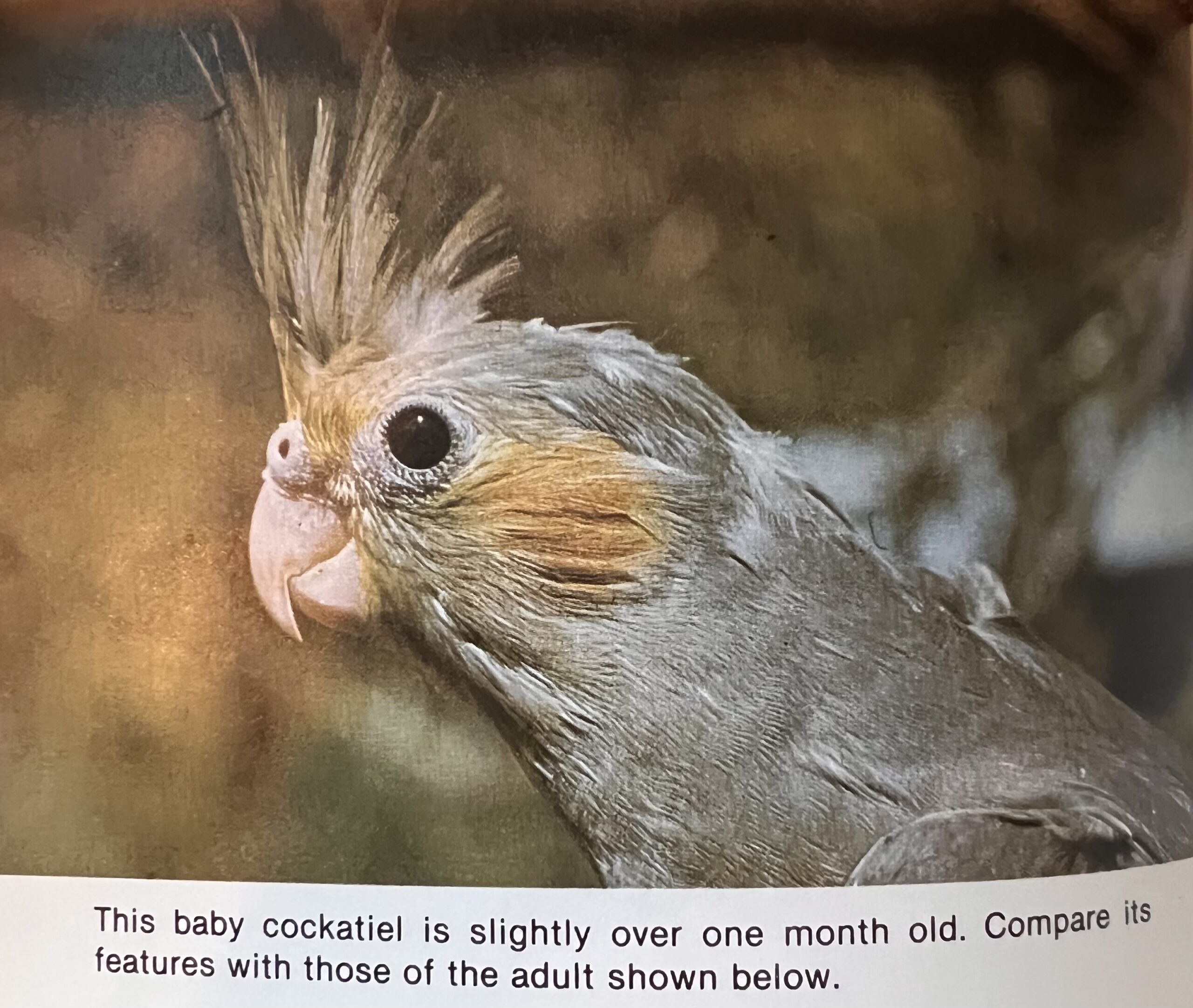 The Cockatiel Handbook, 40 Years Later | Free Range Parrots