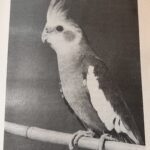 The Cockatiel Handbook, 40 years later